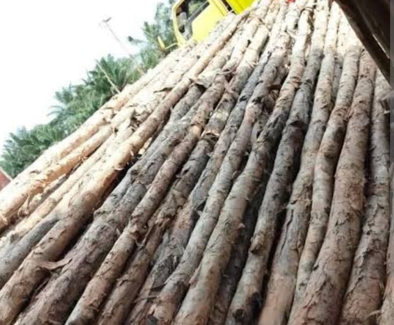 Kayu Dolken Gelam bahan bangunan