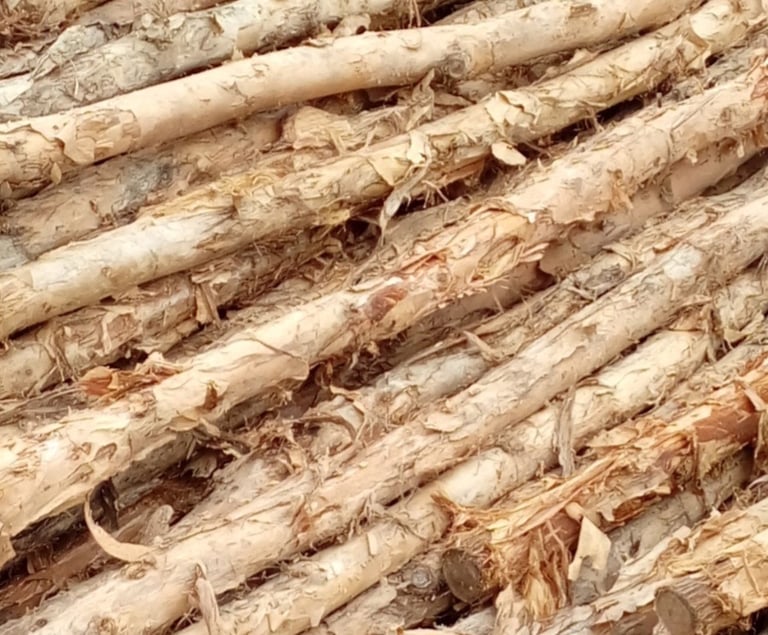 Kayu dolken gelam cerucuk