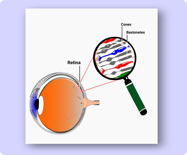 Bastonetes e Cones da Retina do Olho Humano
