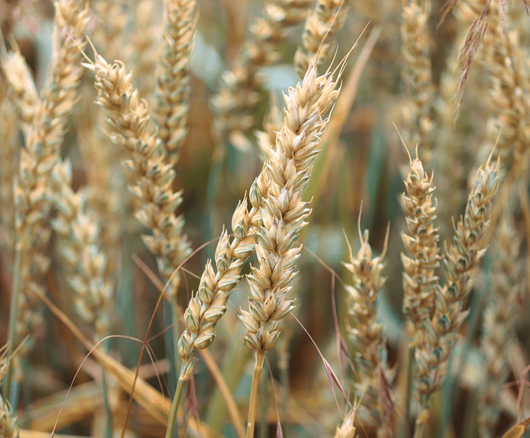wheat field