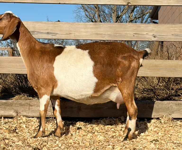Brown and white spottted goat standing against a fence 