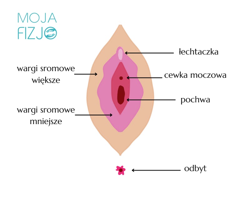 budowa sromu