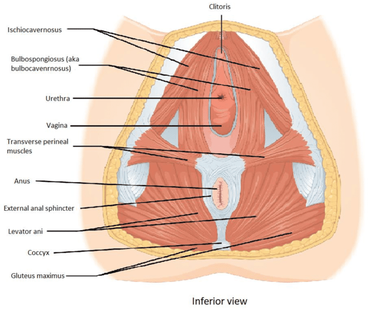dno miednicy od dołu