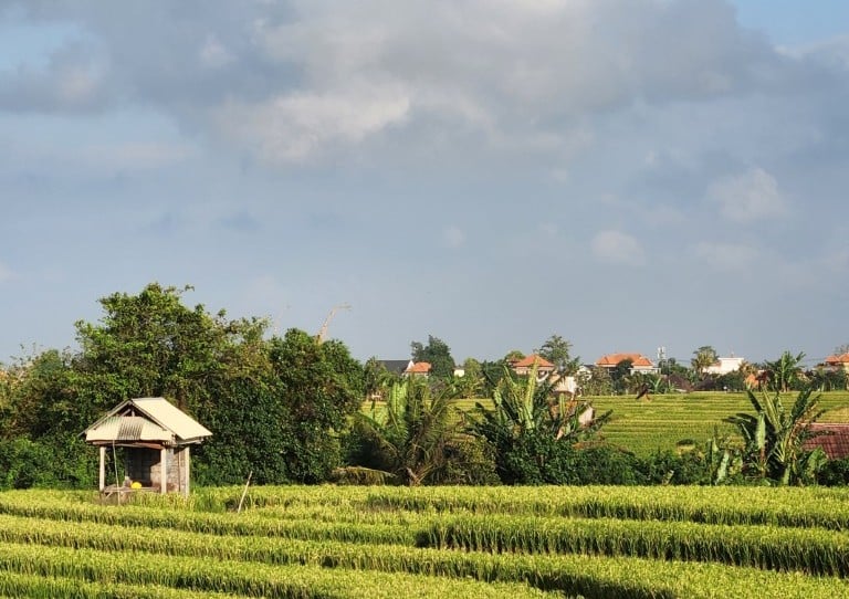 Arrozal maduro en Bali Babakan