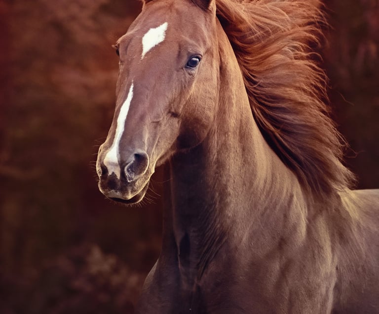 montreal horse photographer Ilana Block