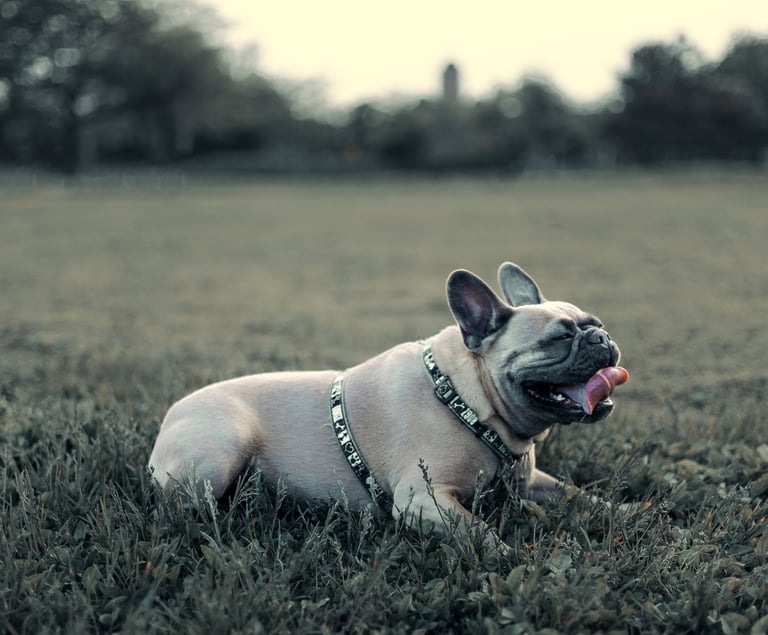 Dog photography, Montreal, photographer, Lotfi Belaidi, animal photographer