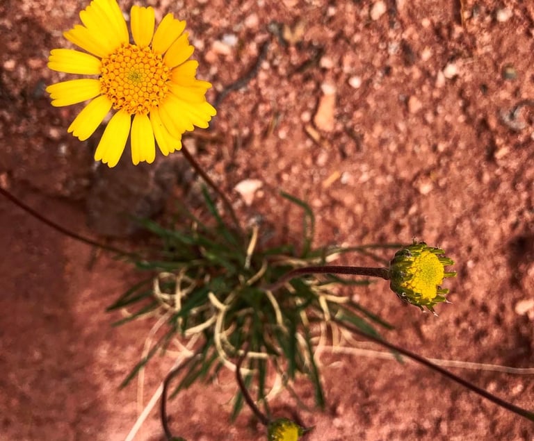 A flower growing in the dirt