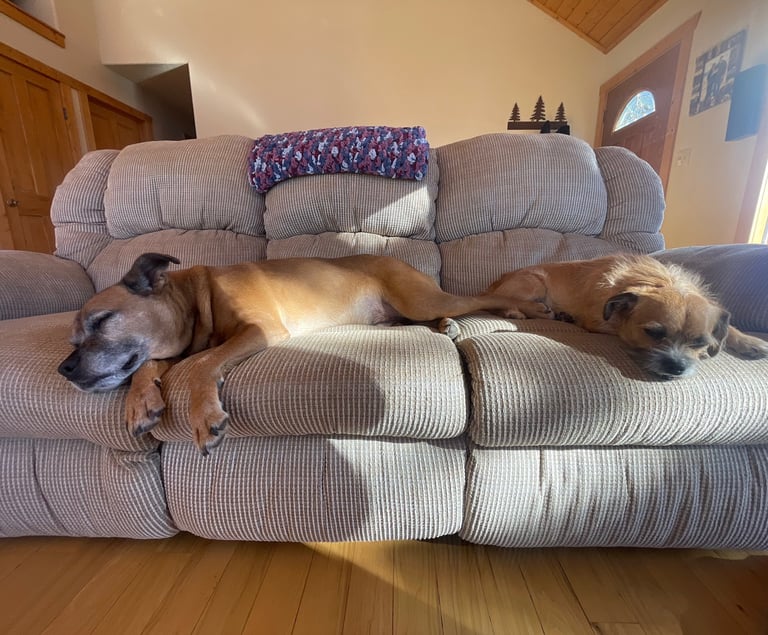 two dogs are laying on a couch in a living room