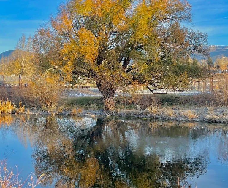 a tree in the middle of a pond with a tree in the background