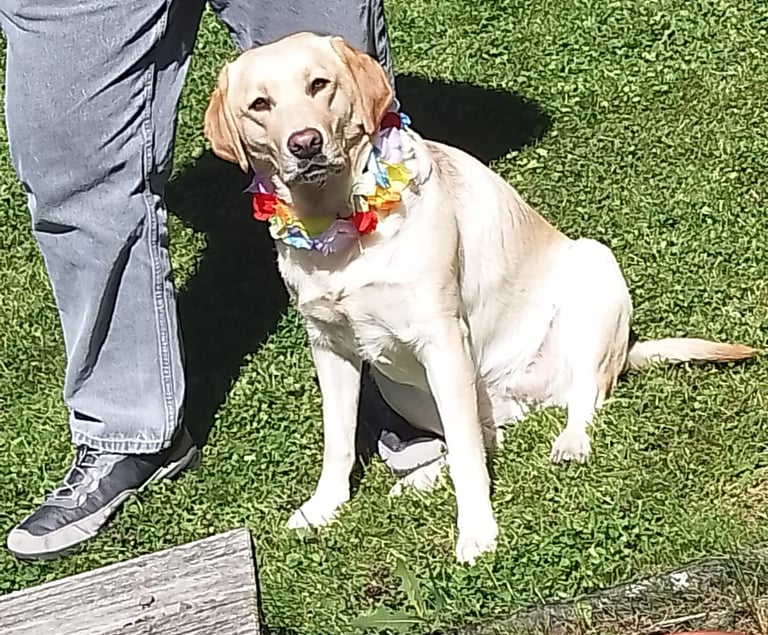 Labradorhündin Bonny beim Sommerfest