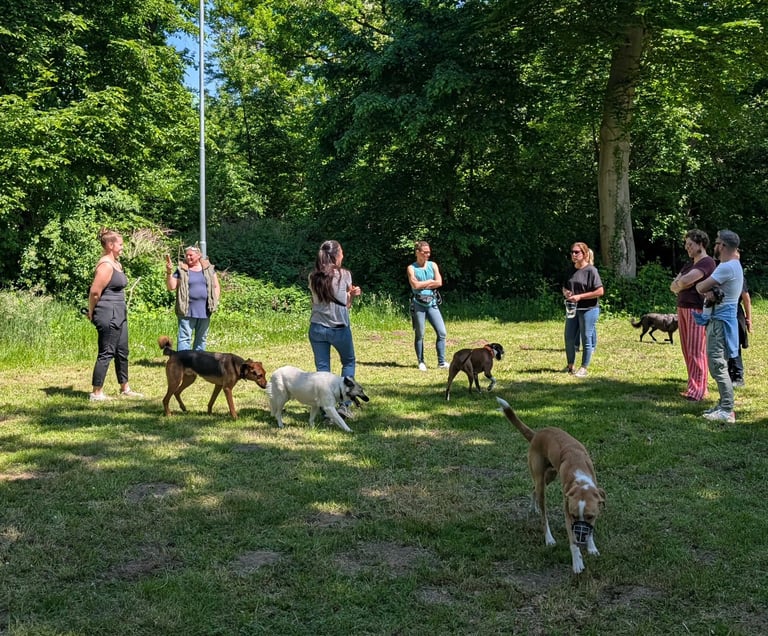Foto von der Sozialkontaktstunde für Hunde