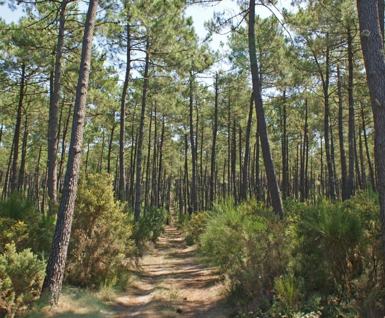 Photo d'une forêt landaise 