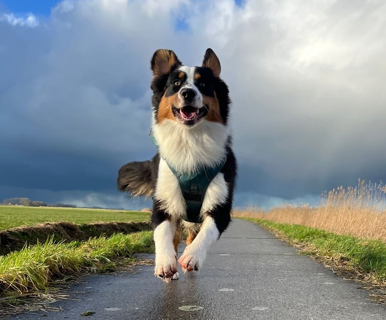a happy dog running on a paved road