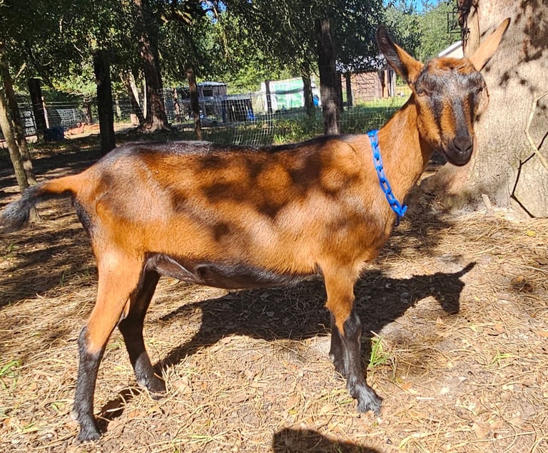 Young oberhasli goat doe standing in dappled sunlight