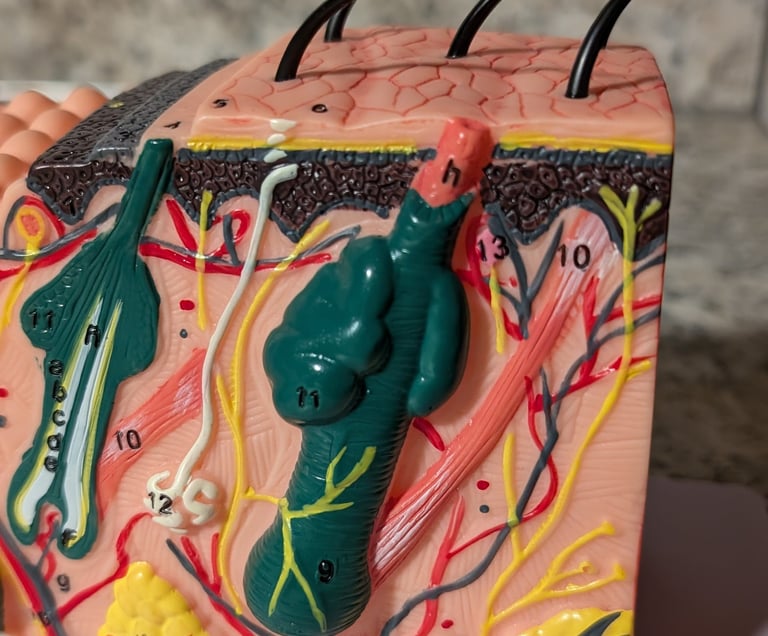 A close up picture of an anatomical model of hair follicles and skin layers