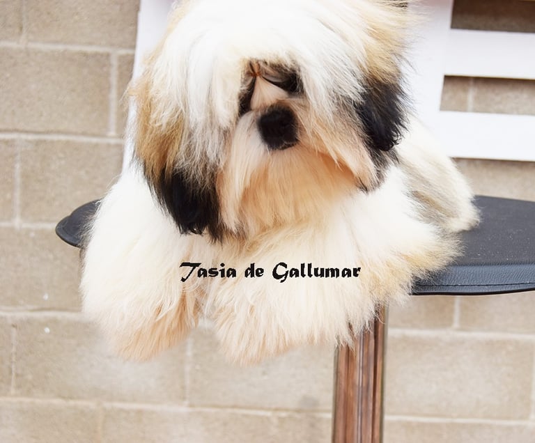 Gallumar cria familiar y responsable del Shih tzu