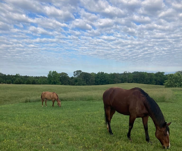 horses grazing in a field