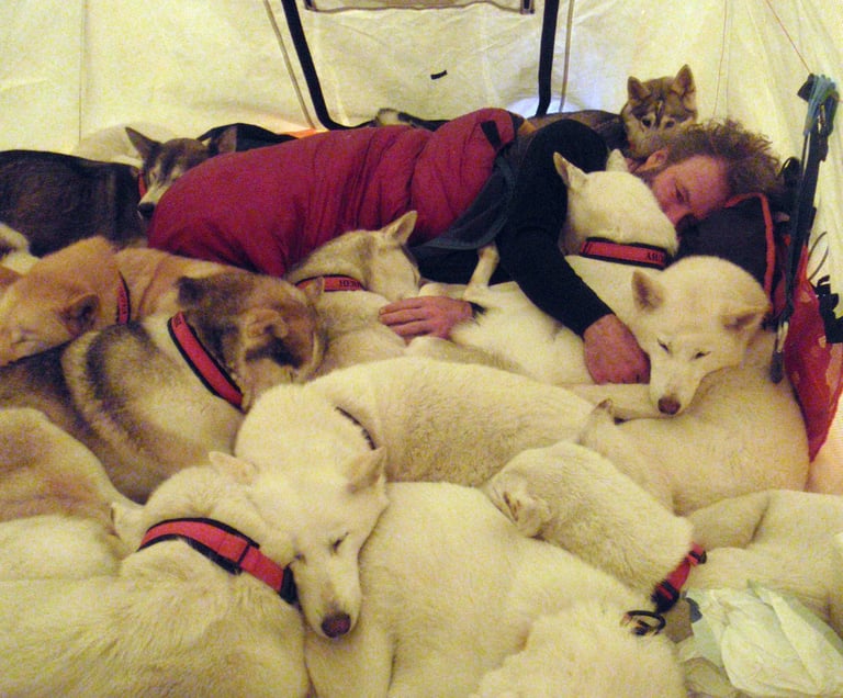bivouac avec des chiens de traineau