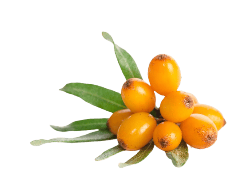 sea buckthorn