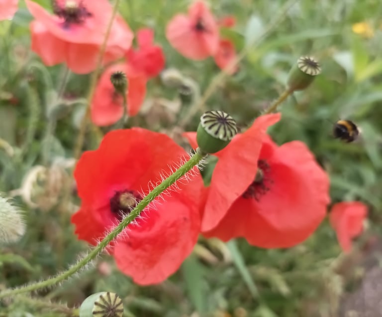 Bees buzz amongst the poppies