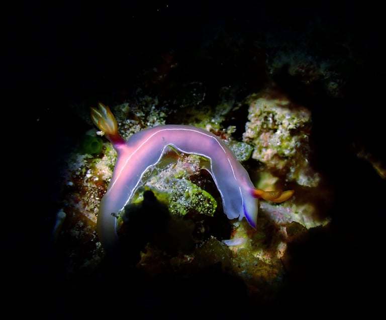 Colorful nudibranch, a beautiful find for macro diving enthusiasts in Gili Trawangan's clear waters.