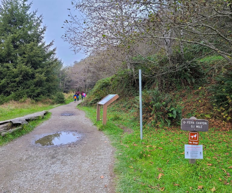 redwood national park, redwoods, fern canyon