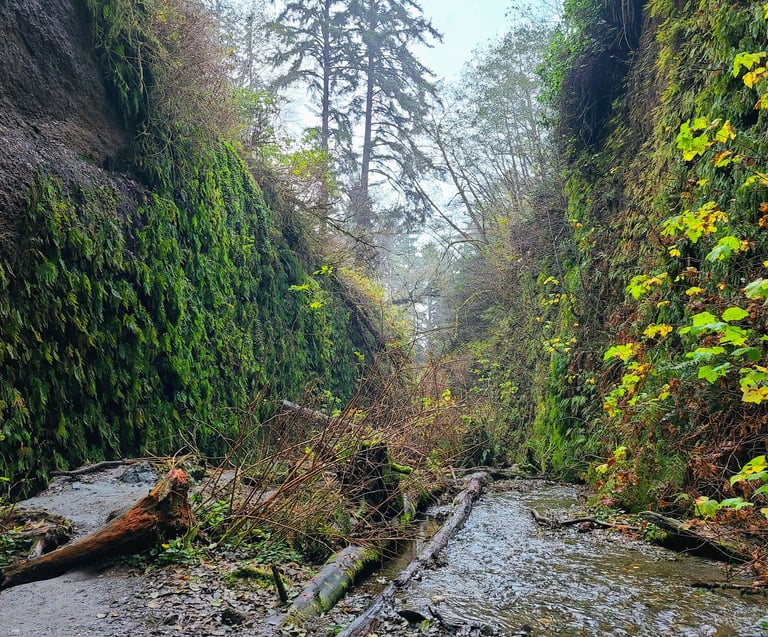 redwood national park, redwoods, fern canyon