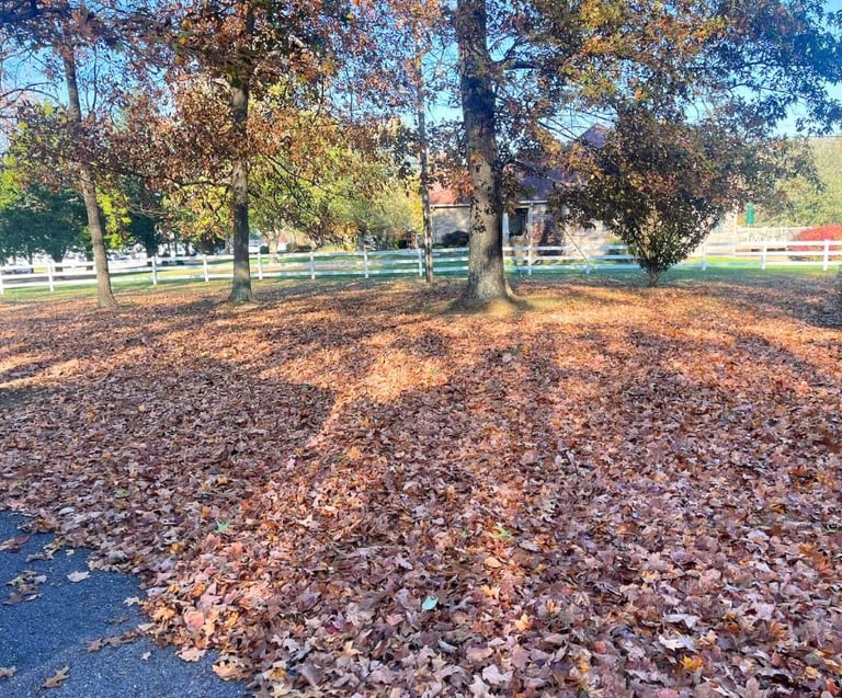 Residential leaf removal and fall cleanup service clearing leaves from a yard and driveway