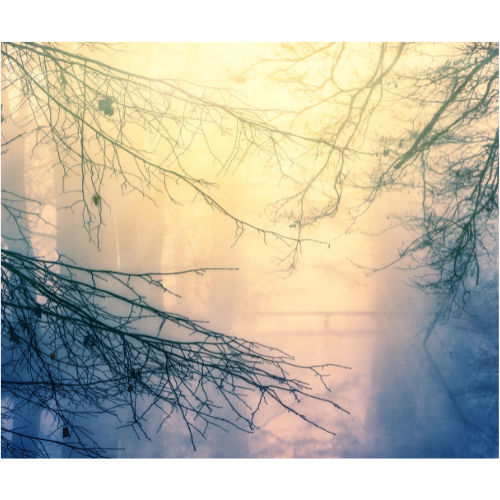 Branches and mist obscure a far-off bridge.