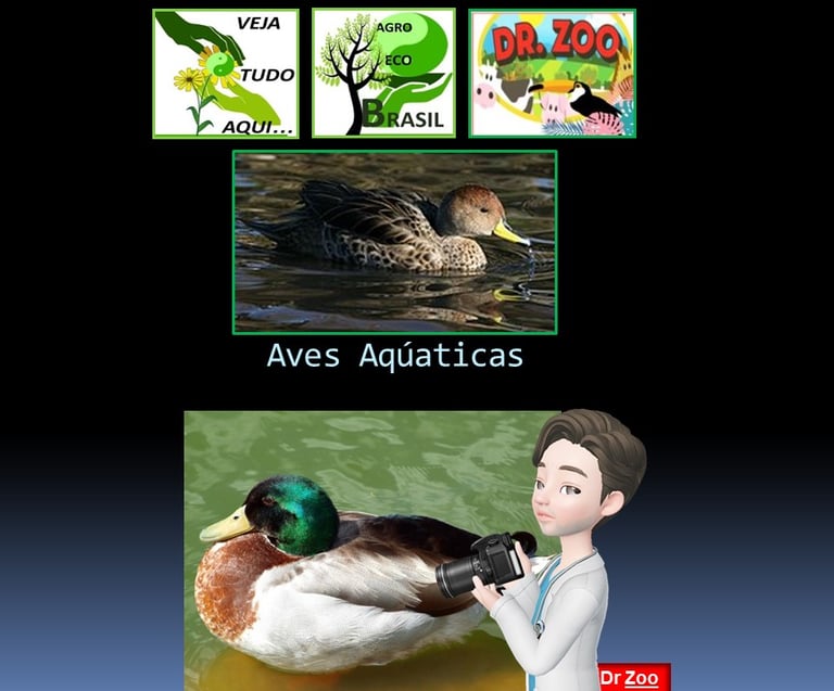Aves aqúaticas