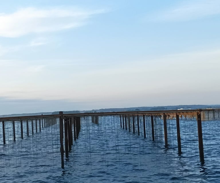 Oyster cultivation on the Etang de Thau