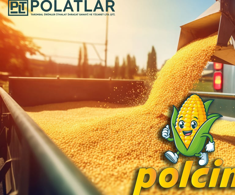 polatlar cin mısır patlamış mısır patlak mısır elbistan popcorn dealer turkey