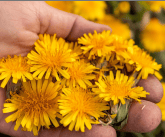 handful of dandelions 