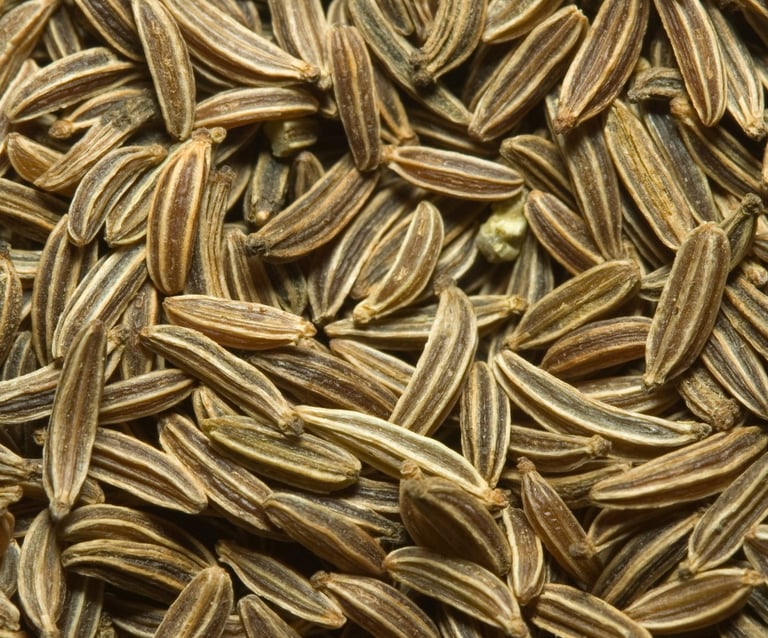 Cumin Jeera - WEARE OCEAN EXPORT