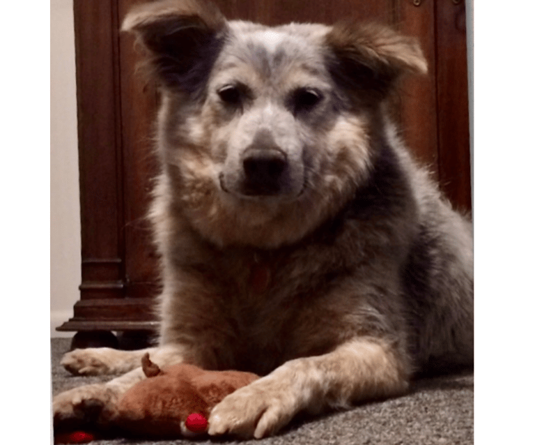 Bailey, confident and happy in her forever home