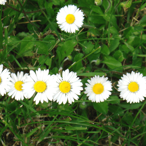 Gänseblümchen Lebenskraft Sanapenium
