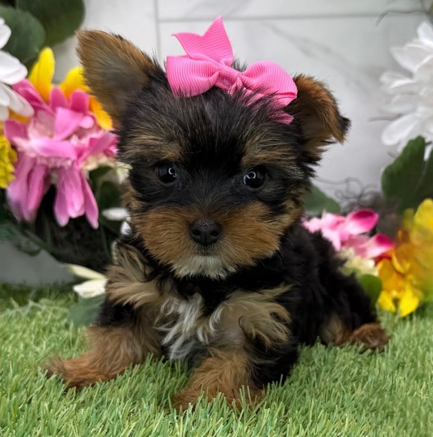 Teacup and Standard Yorkie Puppies