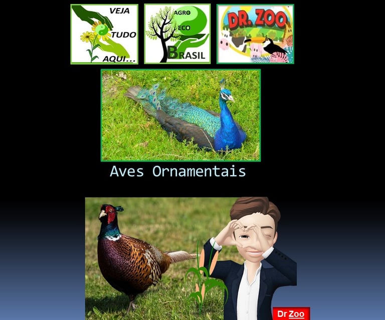 Aves Ornamentais