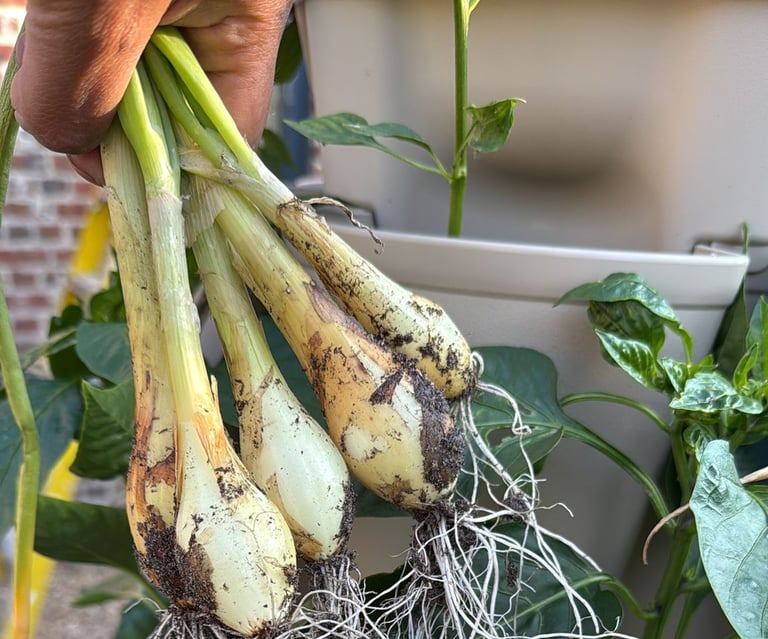 Fresh Harvest – Spring onions straight from the GreenStalk to your plate