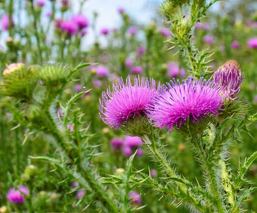 milk thistle