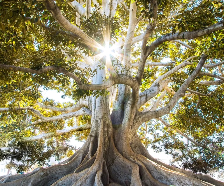 Arbre symbolique de clarté et d’ancrage pour illustrer l’entretien de découverte énergétique