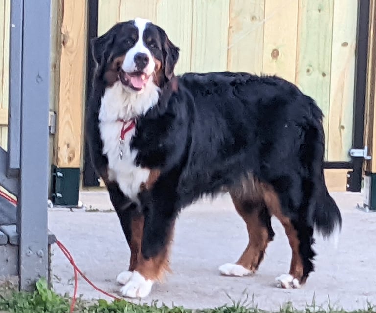 Leonard Male Bernese Mountain Dog