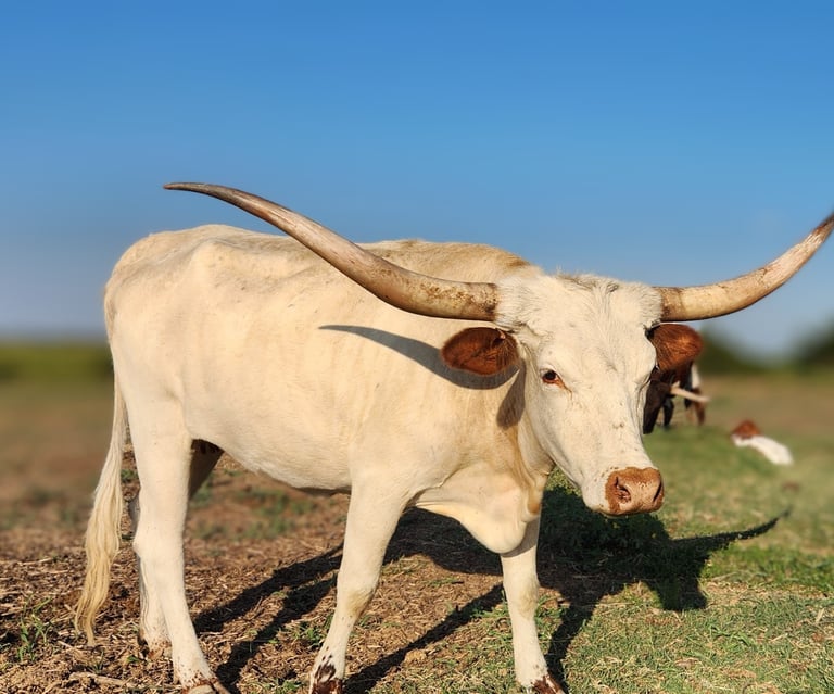 Miniature longhorn cow