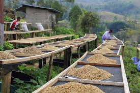 fair trade small farm co-operative