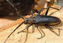 Capricorne des maisons