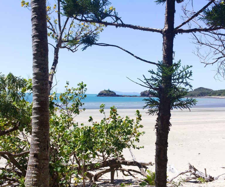 Tropical white sand beach view framed by pine and palm trees overlooking calm blue ocean water.