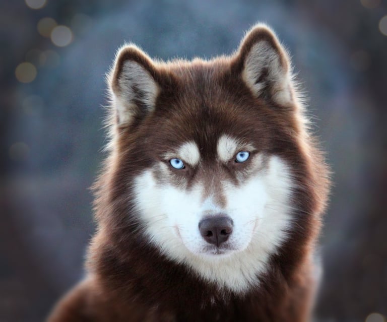 Kupferfarbener Huskyrüde mit blauen Augen.