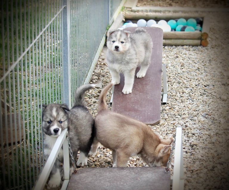 Huskywelpen beim Spielen im Welpengehege.