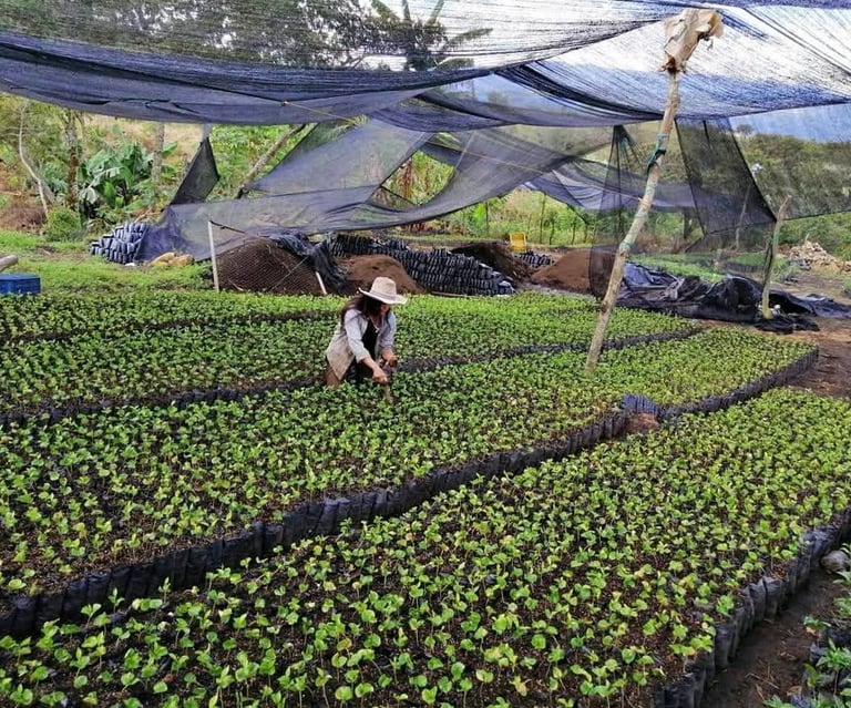 Vivero de café