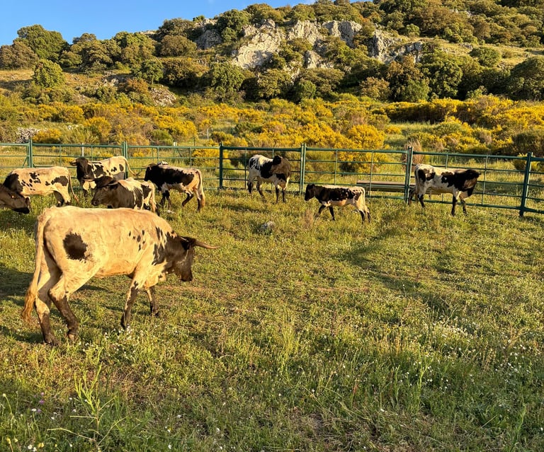 Ganadería Vaca Berrenda negro